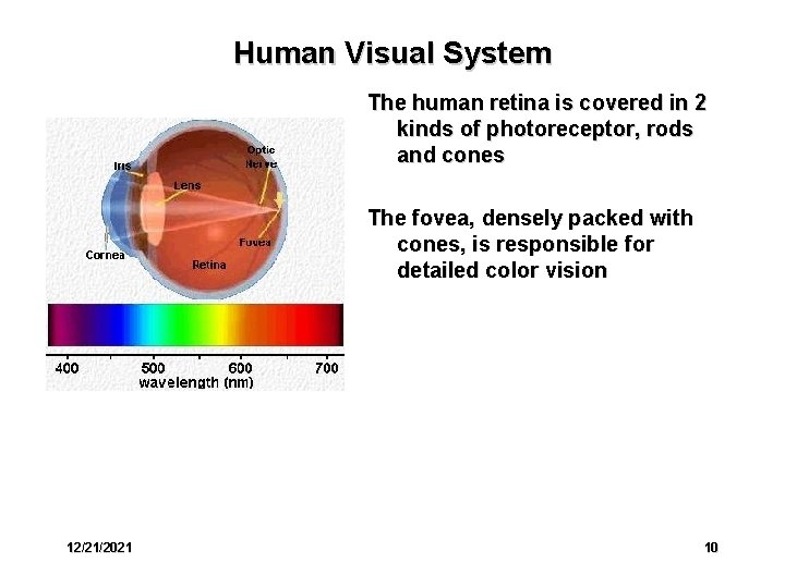 Human Visual System The human retina is covered in 2 kinds of photoreceptor, rods