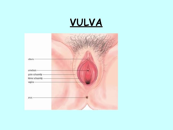 VULVA 