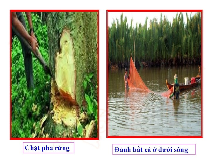 Chặt phá rừng Đánh bắt cá ở dưới sông 