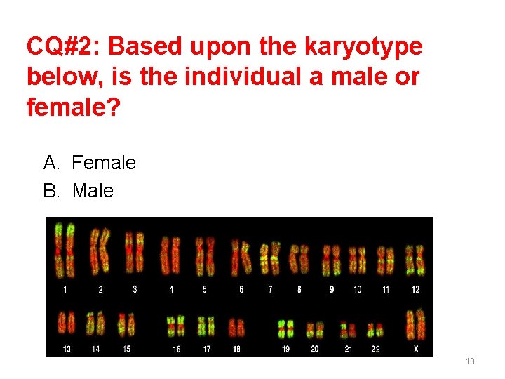 CQ#2: Based upon the karyotype below, is the individual a male or female? A. CQ#2: Based upon the karyotype below, is the individual a male or female? A.