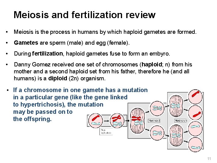 Meiosis and fertilization review • Meiosis is the process in humans by which haploid Meiosis and fertilization review • Meiosis is the process in humans by which haploid