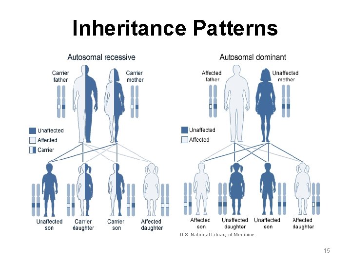 Inheritance Patterns 15 Inheritance Patterns 15