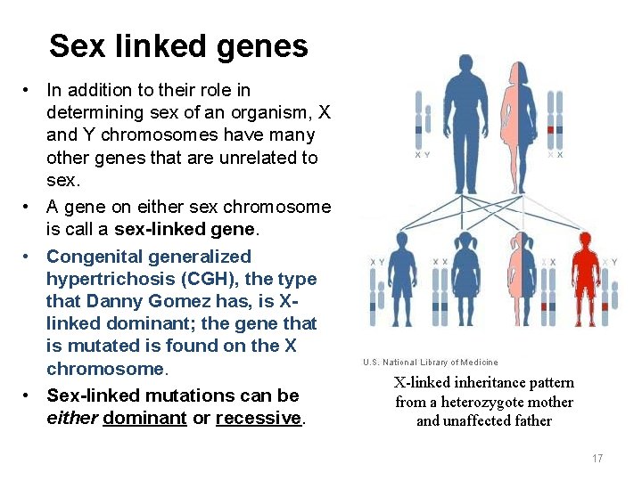 Sex linked genes • In addition to their role in determining sex of an Sex linked genes • In addition to their role in determining sex of an