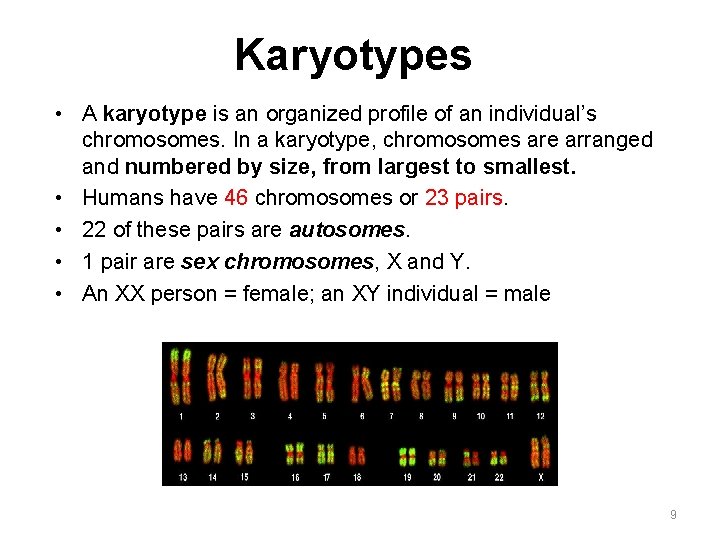 Karyotypes • A karyotype is an organized profile of an individual’s chromosomes. In a Karyotypes • A karyotype is an organized profile of an individual’s chromosomes. In a