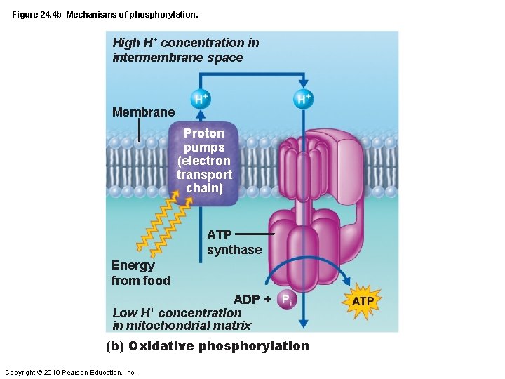 Figure 24. 4 b Mechanisms of phosphorylation. High H+ concentration in intermembrane space Membrane