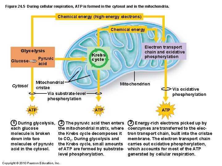 Figure 24. 5 During cellular respiration, ATP is formed in the cytosol and in