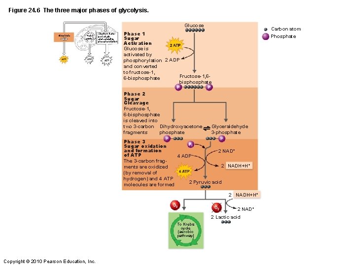 Figure 24. 6 The three major phases of glycolysis. Glucose Glycolysis Krebs cycle Electron