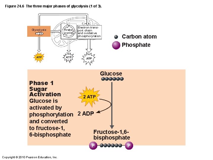 Figure 24. 6 The three major phases of glycolysis (1 of 3). Glycolysis Krebs