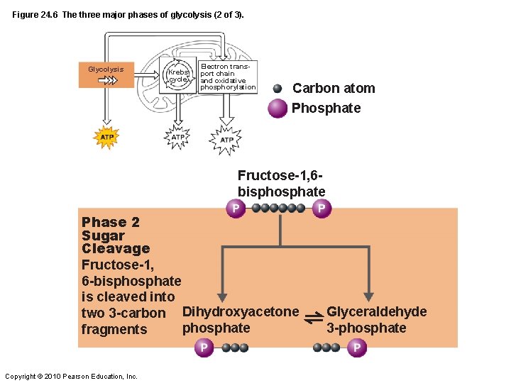 Figure 24. 6 The three major phases of glycolysis (2 of 3). Glycolysis Krebs