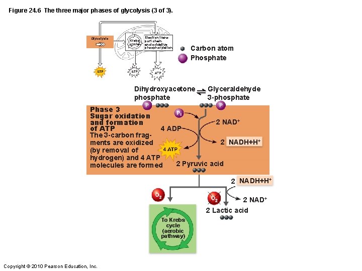 Figure 24. 6 The three major phases of glycolysis (3 of 3). Glycolysis Krebs