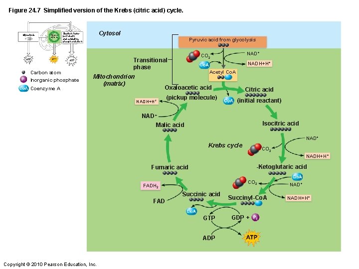 Figure 24. 7 Simplified version of the Krebs (citric acid) cycle. Glycolysis Krebs cycle