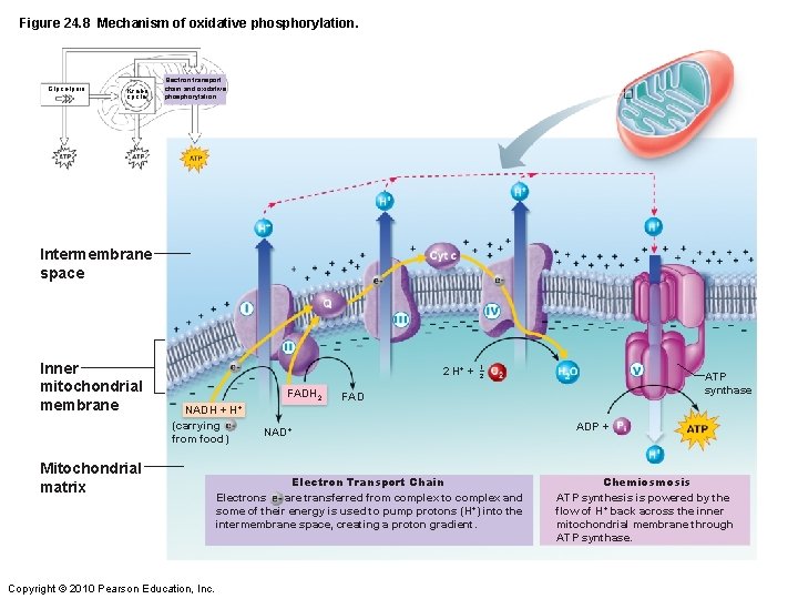 Figure 24. 8 Mechanism of oxidative phosphorylation. Glycolysis Krebs cycle Electron transport chain and