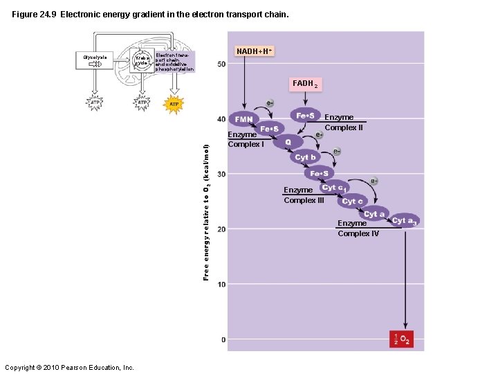 Figure 24. 9 Electronic energy gradient in the electron transport chain. Glycolysis Krebs cycle