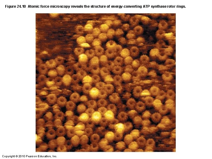 Figure 24. 10 Atomic force microscopy reveals the structure of energy-converting ATP synthase rotor