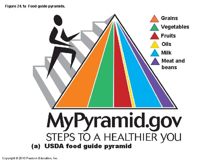 Figure 24. 1 a Food guide pyramids. Grains Vegetables Fruits Oils Milk Meat and