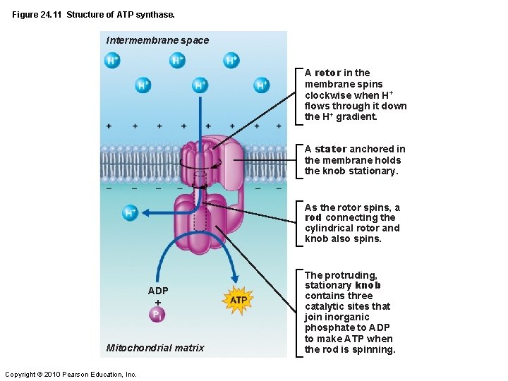 Figure 24. 11 Structure of ATP synthase. Intermembrane space A rotor in the membrane