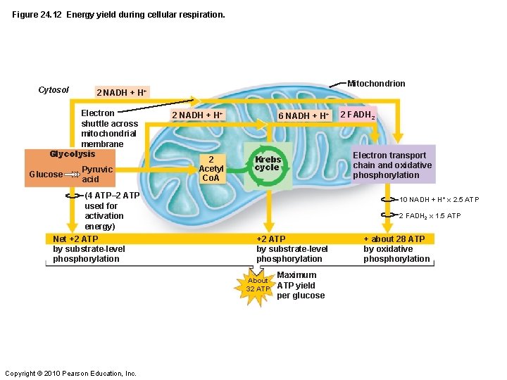 Figure 24. 12 Energy yield during cellular respiration. Cytosol Electron shuttle across mitochondrial membrane