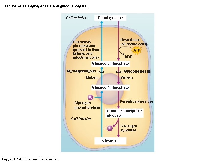 Figure 24. 13 Glycogenesis and glycogenolysis. Blood glucose Cell exterior Hexokinase (all tissue cells)