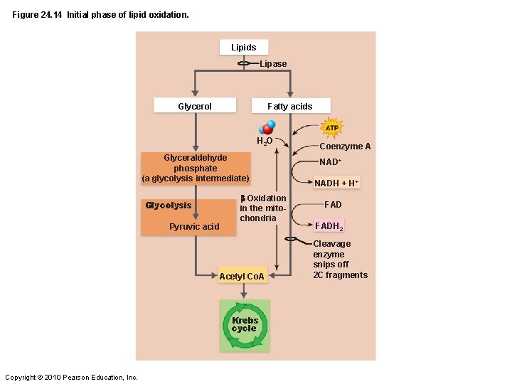 Figure 24. 14 Initial phase of lipid oxidation. Lipids Lipase Glycerol Fatty acids H