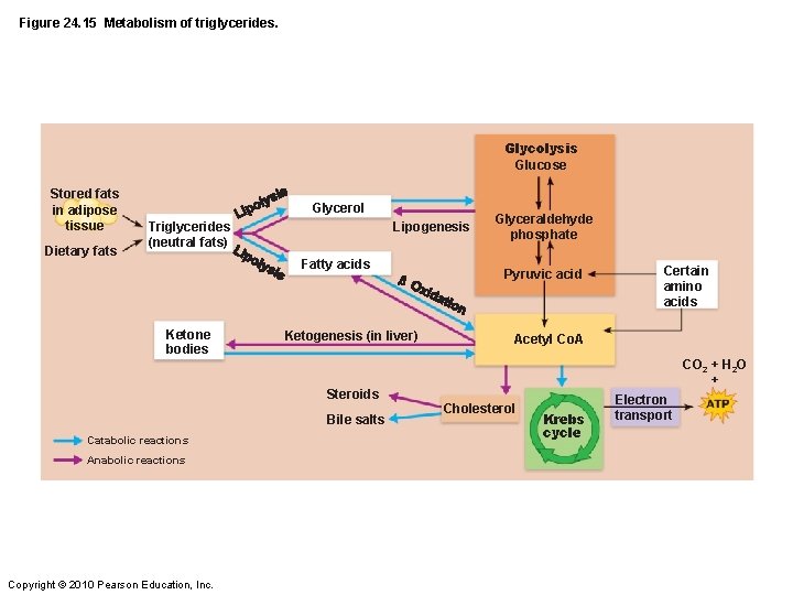 Figure 24. 15 Metabolism of triglycerides. Glycolysis Glucose Stored fats in adipose tissue Dietary