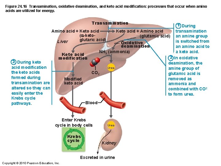 Figure 24. 16 Transamination, oxidative deamination, and keto acid modification: processes that occur when