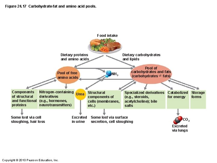 Figure 24. 17 Carbohydrate-fat and amino acid pools. Food intake Dietary proteins and amino