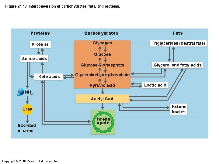 Figure 24. 18 Interconversion of carbohydrates, fats, and proteins. Proteins Carbohydrates Fats Proteins Glycogen