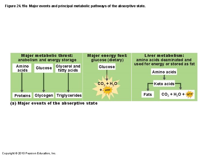 Figure 24. 19 a Major events and principal metabolic pathways of the absorptive state.