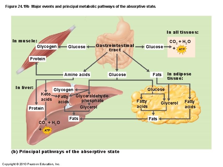 Figure 24. 19 b Major events and principal metabolic pathways of the absorptive state.