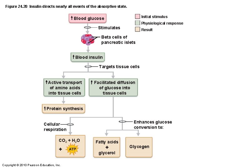 Figure 24. 20 Insulin directs nearly all events of the absorptive state. Initial stimulus