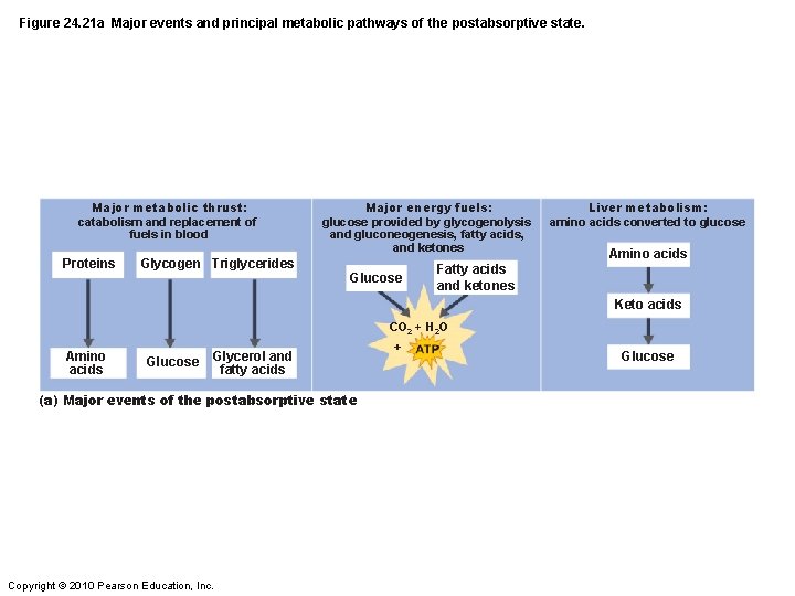 Figure 24. 21 a Major events and principal metabolic pathways of the postabsorptive state.