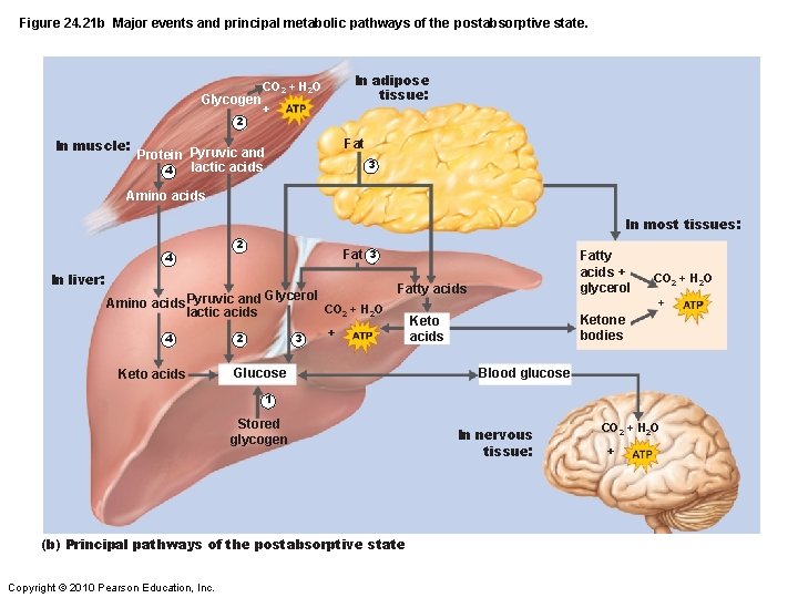 Figure 24. 21 b Major events and principal metabolic pathways of the postabsorptive state.