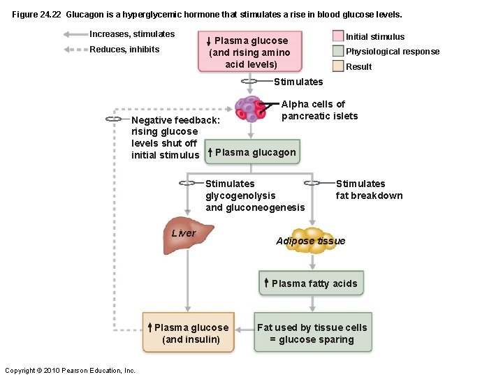 Figure 24. 22 Glucagon is a hyperglycemic hormone that stimulates a rise in blood