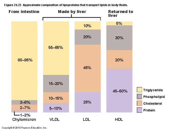 Figure 24. 23 Approximate composition of lipoproteins that transport lipids in body fluids. From