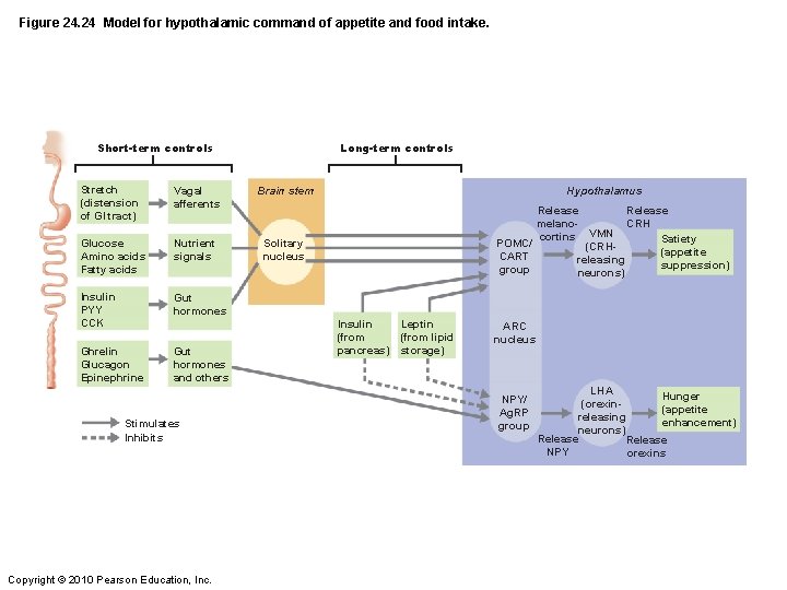Figure 24. 24 Model for hypothalamic command of appetite and food intake. Short-term controls