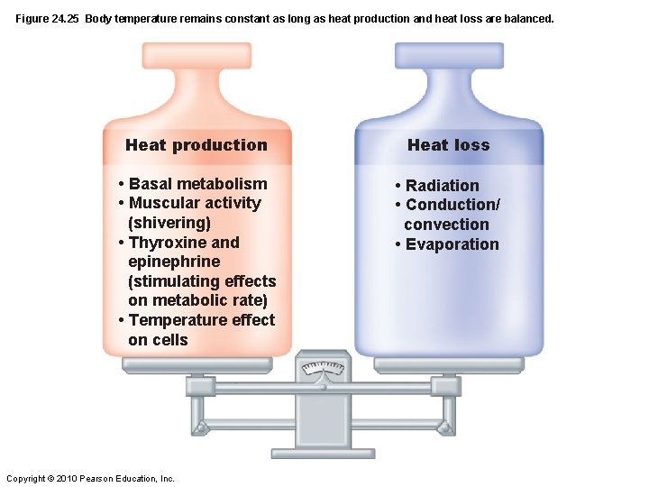 Figure 24. 25 Body temperature remains constant as long as heat production and heat
