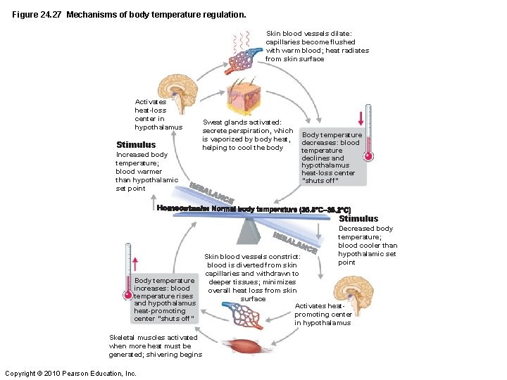 Figure 24. 27 Mechanisms of body temperature regulation. Skin blood vessels dilate: capillaries become
