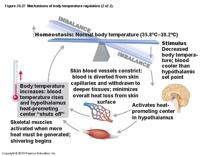 Figure 24. 27 Mechanisms of body temperature regulation (2 of 2). Homeostasis: Normal body