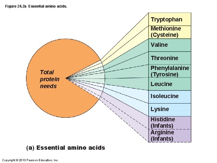 Figure 24. 2 a Essential amino acids. Tryptophan Methionine (Cysteine) Valine Threonine Total protein