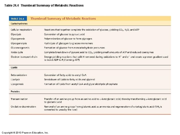 Table 24. 4 Thumbnail Summary of Metabolic Reactions Copyright © 2010 Pearson Education, Inc.