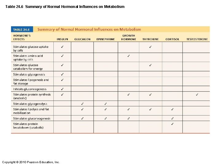 Table 24. 6 Summary of Normal Hormonal Influences on Metabolism Copyright © 2010 Pearson