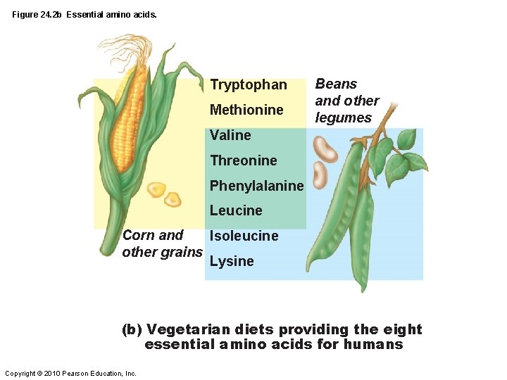 Figure 24. 2 b Essential amino acids. Tryptophan Methionine Beans and other legumes Valine