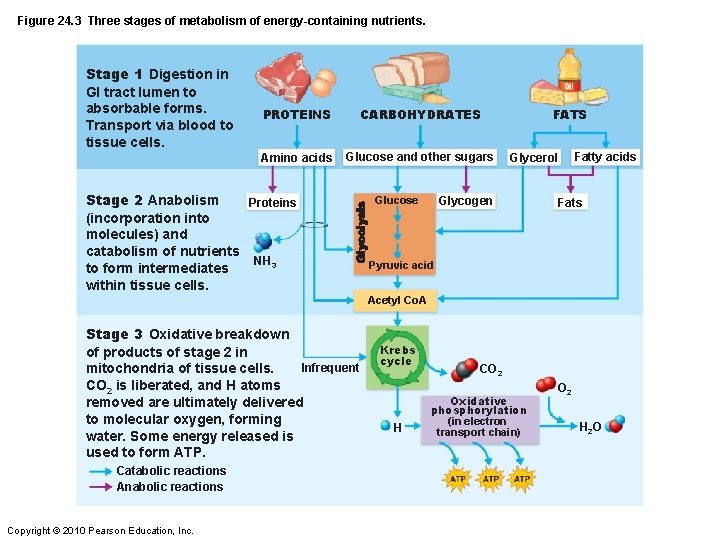 Figure 24. 3 Three stages of metabolism of energy-containing nutrients. Stage 1 Digestion in
