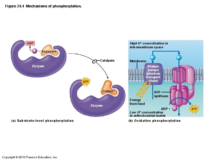 Figure 24. 4 Mechanisms of phosphorylation. High H+ concentration in intermembrane space Catalysis Membrane