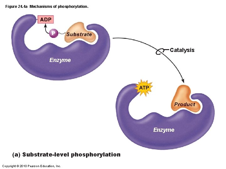 Figure 24. 4 a Mechanisms of phosphorylation. Catalysis Enzyme (a) Substrate-level phosphorylation Copyright ©