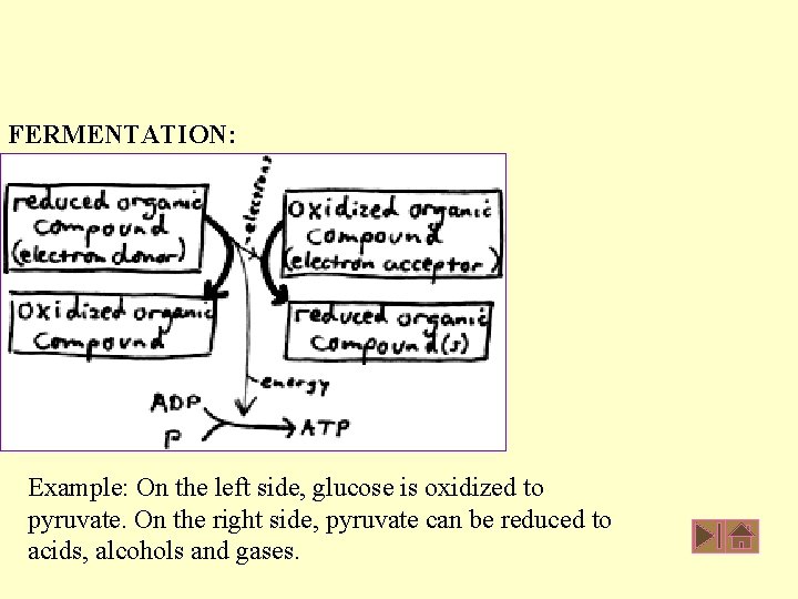 FERMENTATION: Example: On the left side, glucose is oxidized to pyruvate. On the right