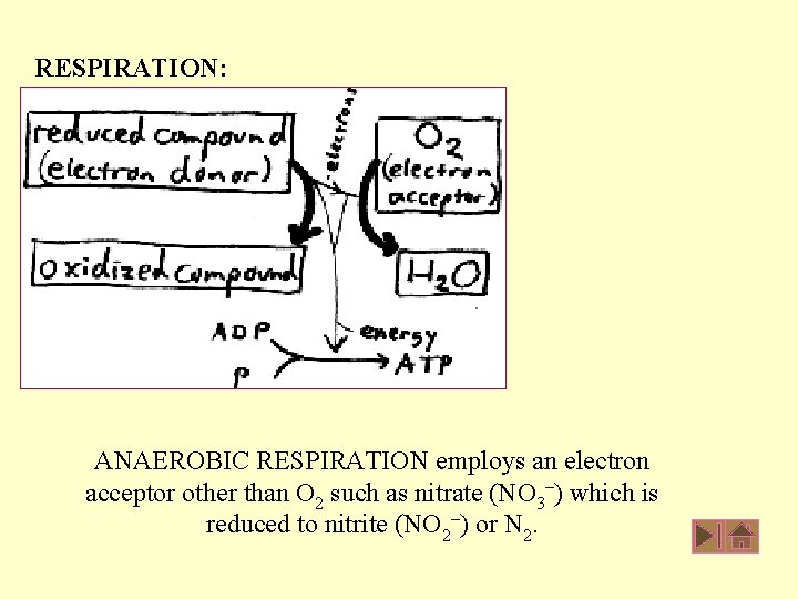 RESPIRATION: ANAEROBIC RESPIRATION employs an electron acceptor other than O 2 such as nitrate