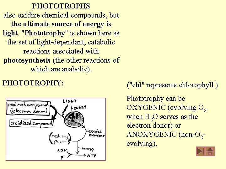 PHOTOTROPHS also oxidize chemical compounds, but the ultimate source of energy is light. "Phototrophy"