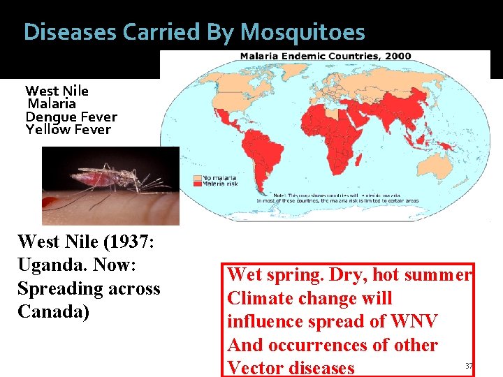 Diseases Carried By Mosquitoes West Nile Malaria Dengue Fever Yellow Fever West Nile (1937: