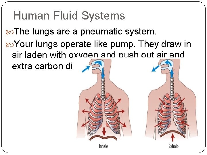 Human Fluid Systems The lungs are a pneumatic system. Your lungs operate like pump.